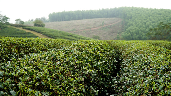  The cool climate of between 17 and 28 degree Celsius allows the development of tea cultivation.