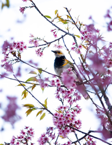 Peach blossoms in bloom to welcome Tet
