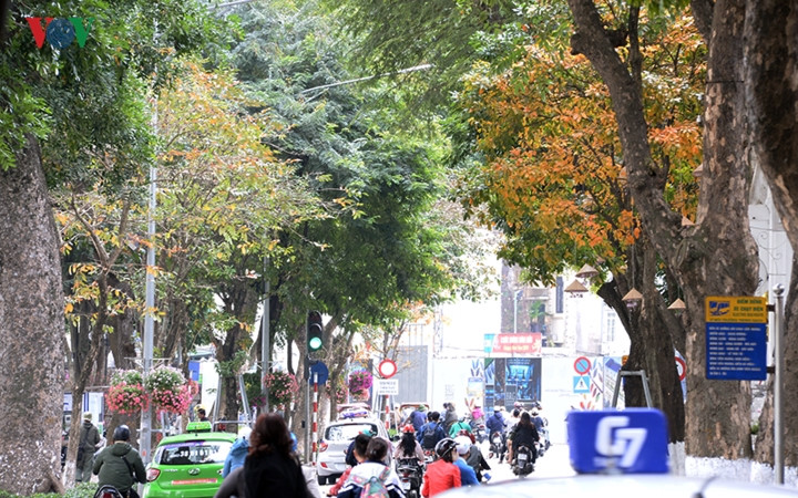 These days, people can enjoy a romantic scenery of red-orange colour of foliage of trees around Hoan Kiem lake, like autumn in European.