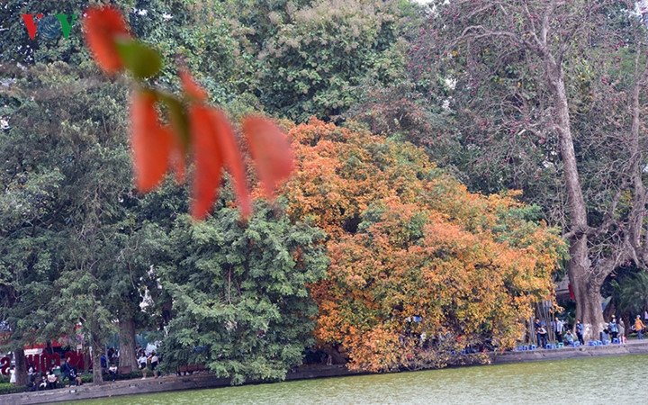 The transformation of the colour of the foliage takes place for several days in a year