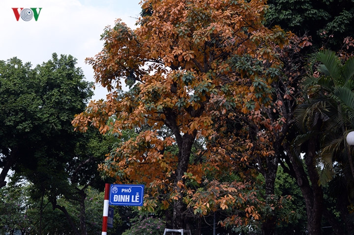 These trees are planted around Hoan Kiem lake and some surrounding roads such as Dinh Le, Hang Dau and Tran Nguyen Han.