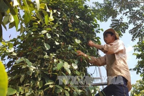 A farmer in Dong Nai Province harvests pepper. — VNA/VNS Photo  
