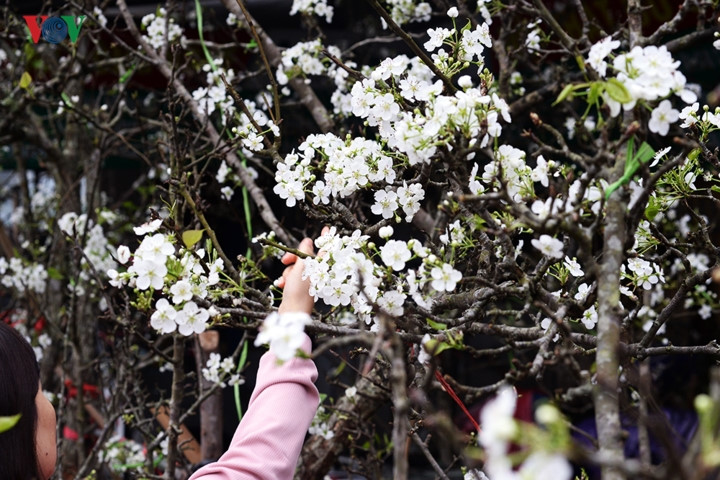   Many Hanoians often select a branch from a wild pear flower to decorate their home until the end of April.