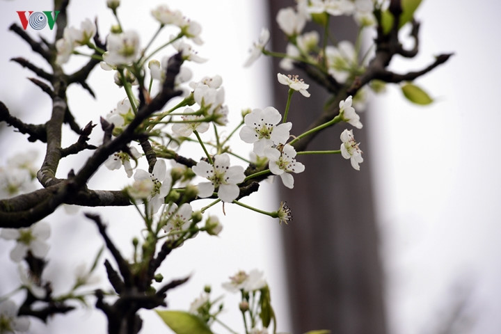   The wild pear symbolises the love grandchildren have for their grandparents and ancestors. Therefore, Hanoians often purchase a small branch to place on their altar.