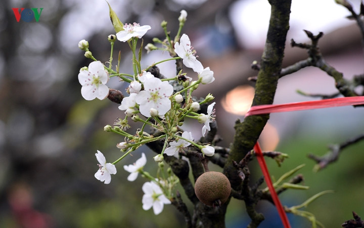   The wild pear trees often flower and bear fruit, symbolising prosperity in the early days of the New Year.