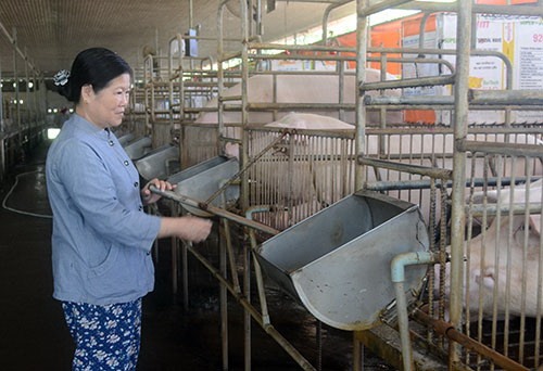 A pig farm in Long Khánh District in Đồng Nai Province. — VNS File Photo  Read more at http://vietnamnews.vn/society/505788/dong-nai-takes-preventive-measures-against-african-swine-fever.html#7DdfEkhGHDmhSH8r.99