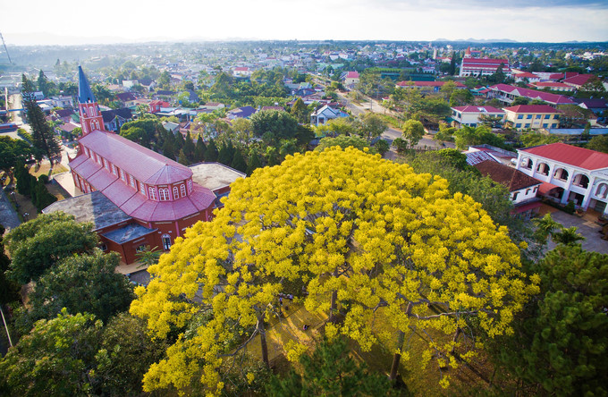  Bao Loc city is home to 15 yellow-flamboyant trees that have been planted in several areas such as in front of Tan Thanh cathedral, Bat Nha monastery, Bao Loc Economics and Technology College, and Asia-Pacific High School in Huynh Thuc Khang road in ward 2