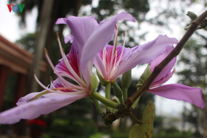Purple and white Ban flowers are the two most common variety of flowers seen in Hanoi.
