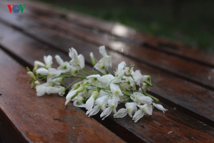 Sua flowers are usually in full bloom in late February and early March as the weather becomes warmer.