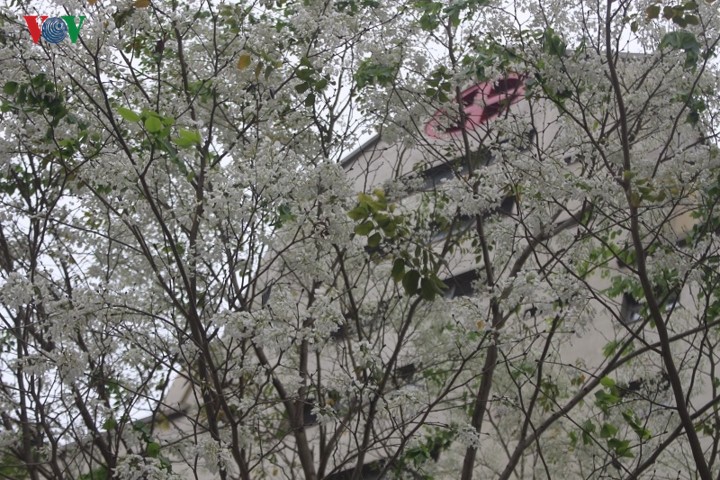 In Hanoi, places to watch for the Sua flowers are some streets such as Thanh Nien, Phan Dinh Phung, Hoang Hoa Tham and Hoang Dieu, where they are mostly planted. Pictured are Dalbergia tonkinensis trees in front of the National Institute of Hematology and Blood Transfusion in Pham Van Bach road, Cau Giay district.