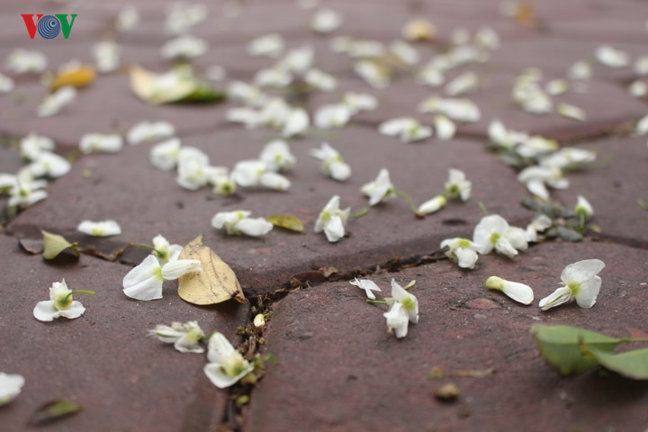 Sua flowers’ petals fall on streets’ corner, creating romantic scenery to the capital city. 