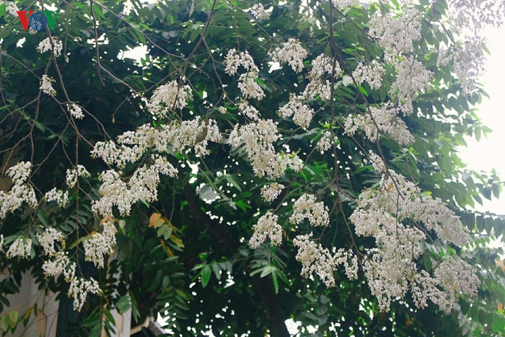 The flowers provide people with a strong feeling of nostalgia. 