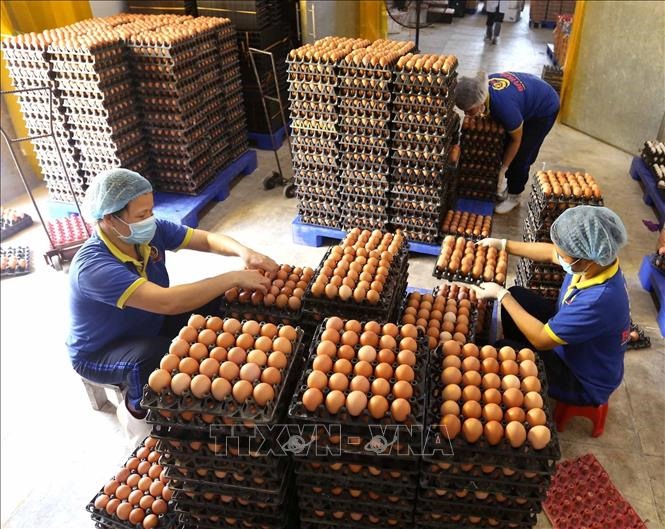 Workers check eggs before packaging. — VNA/VNS Photo Vũ Sinh  Read more at http://vietnamnews.vn/economy/506866/quotas-set-for-salt-eggs.html#7D1fO1BEl3gX72Dr.99