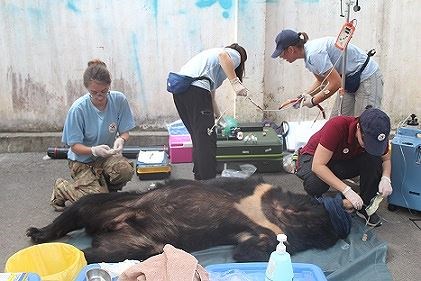 Giving health check-up to a bear.