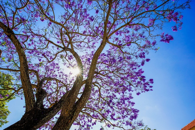 The flower originates in South America, with the first jacaranda tree in Da Lat being planted by an engineer named Luong Van Sau