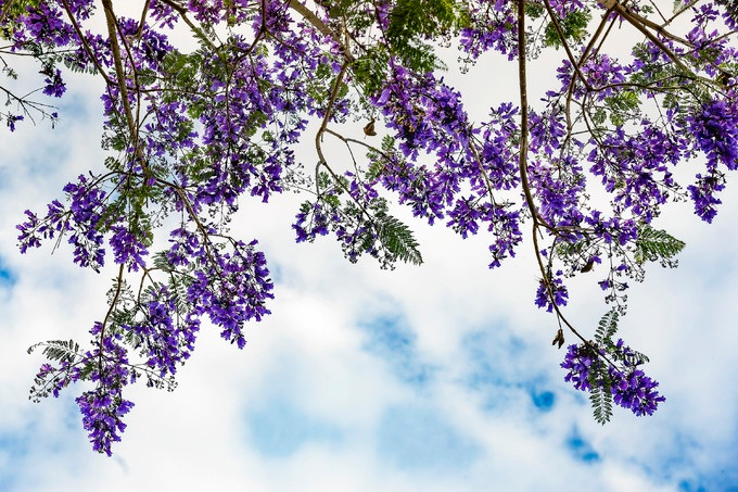 In 1962, Mr Sau brought jacaranda seeds from France to Da Lat in order to cultivate saplings on a trial basis. Over time, others successfully replicated and planted these flowers throughout the streets of Da Lat