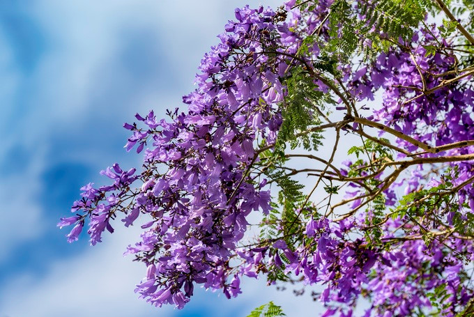 A typical jacaranda tree has a height of between 10 and 15 metres
