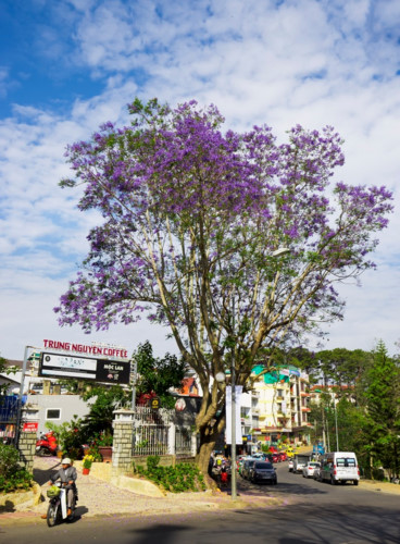 Jacaranda trees have become a characteristic of the streets of Da Lat and can be seen on Tran Phu, Hai Ba Trung, and Nguyen Thi Minh Khai