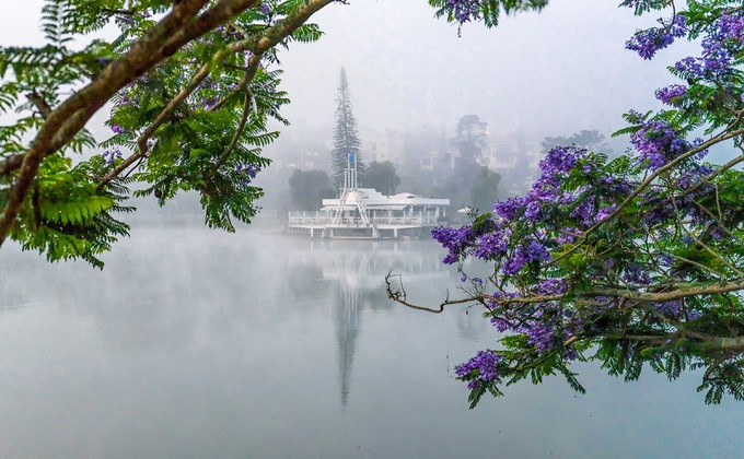 The scene at Xuan Huong lake where jacaranda flowers overlook the water