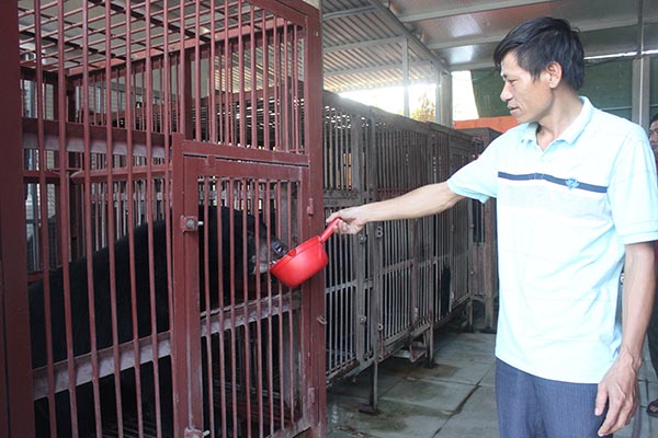 Gấu nuôi nhốt tại cơ sở ở KP.4, phường Trảng Dài (TP.Biên Hòa)