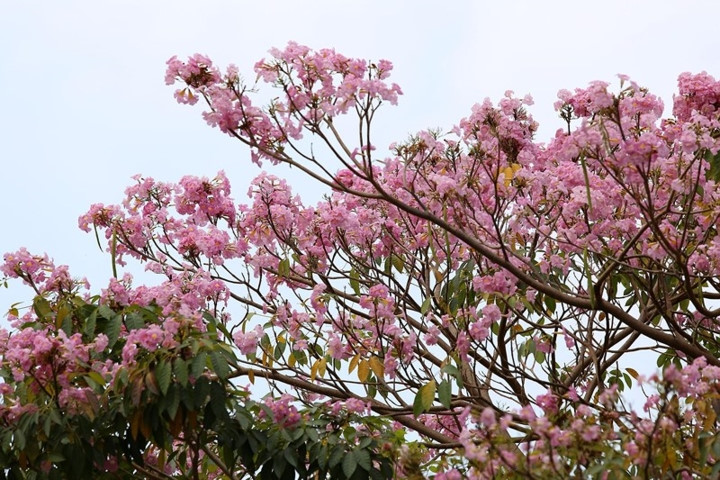   The colour of Tabebuia roses look like cherry blossoms