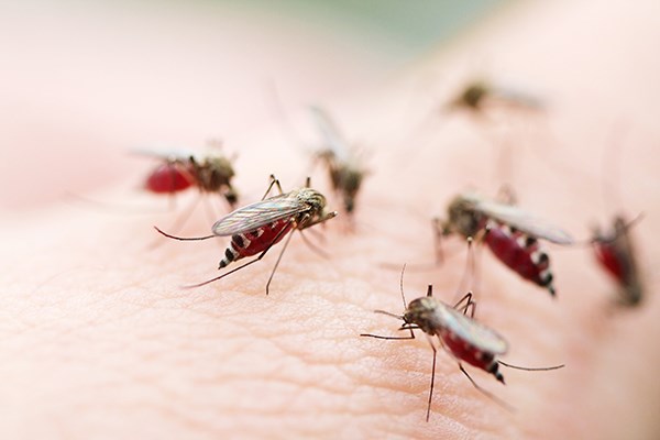 Dengue is transmitted mainly by the aedes aegypti mosquito (Photo: vnexpress.net)