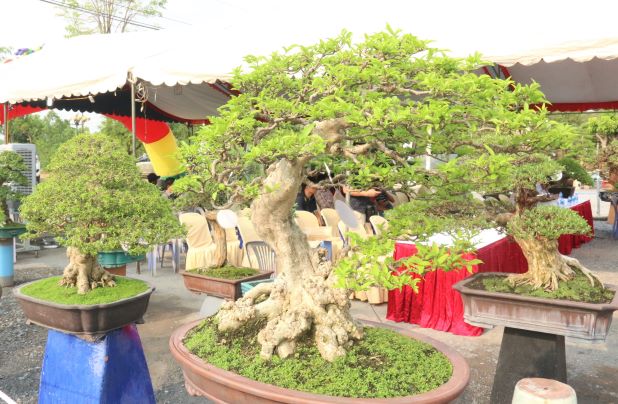 8th Tran Bien Ornamental Plant Fair opens