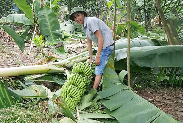 Voi rừng lại phá hoại vườn rẫy ở Thanh Sơn