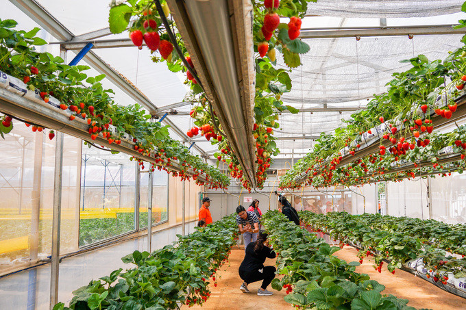 Located in Ta Nung commune, Da Lat city in the central highlands province of Lam Dong, the farm run by Mr Tran Ngoc Minh is unique for using hi-tech methods to grow hydroponic strawberries.