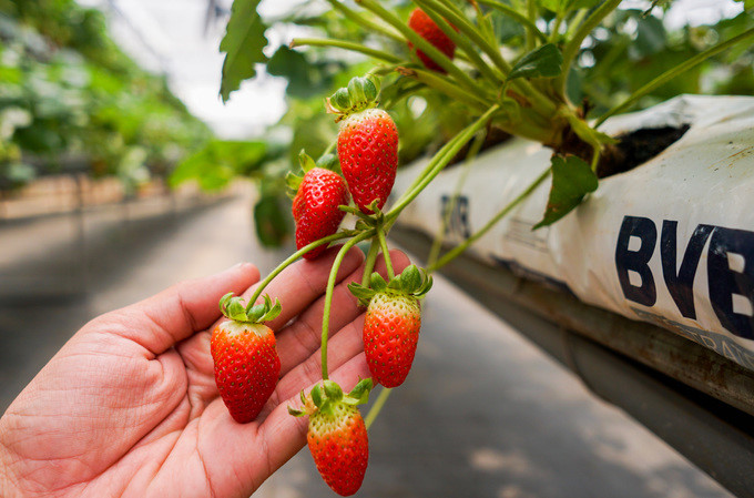 The varieties of strawberry on display in the garden are directly imported from the US in order to produce the highest quality fruit.