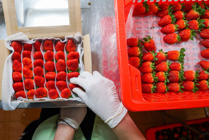 The strawberries are sold at between VND200,000 and VND300,000 per kilo, depending on the varieties and size. During harvest season, the garden’s owner can harvest close to 300 kilo of strawberries each day
