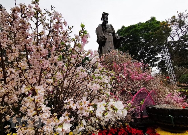 Japanese cherry blossoms in  Hanoi (Photo: VNA)