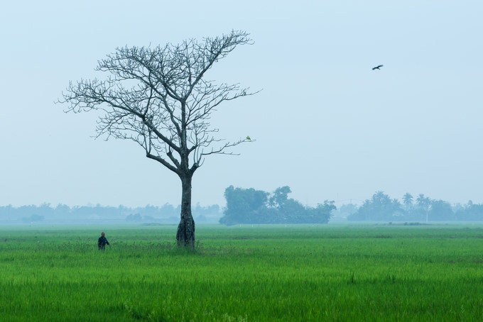 A farmer works next to a tree without leaves.