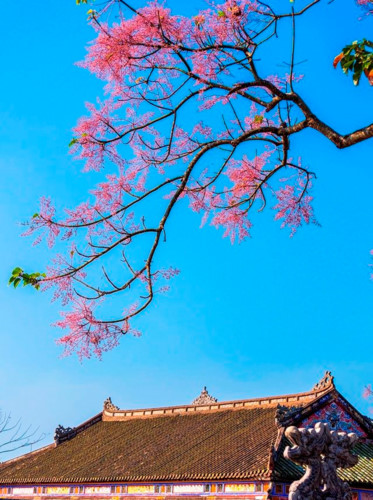   A view of the blooming trees from inside the Hue Imperial Citadel