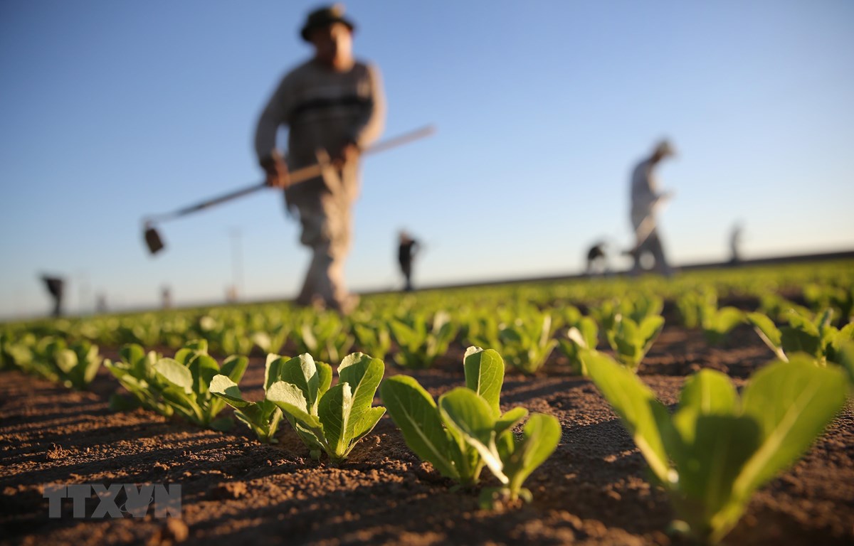 Đợt bùng phát dịch nhiễm khuẩn đường ruột E.Coli hồi năm ngoài liên quan đến rau diếp được cho là có nguồn gốc từ vùng ven biển miền Trung California. (Nguồn: AFP/TTXVN)