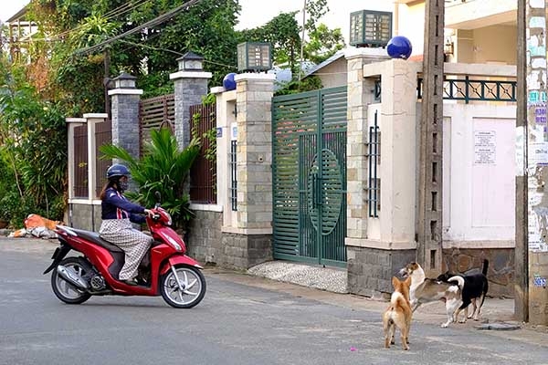 Một khu dân cư ở xã Hiệp Hòa (TP.Biên Hòa), chó được nuôi nhưng không nhốt trong nhà mà để chạy ra khu dân cư là mối nguy hiểm tiềm ẩn cho tính mạng, sức khỏe con người và gây mất vệ sinh khu dân cư. Ảnh: M.Thành