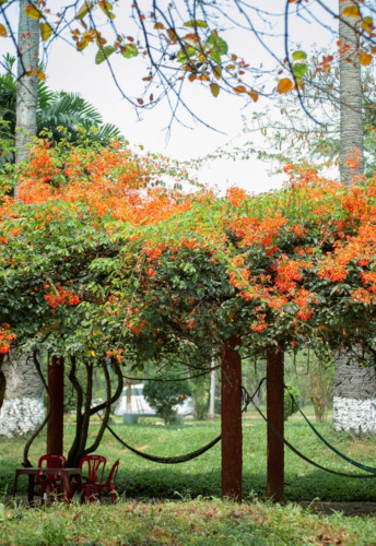   Visitors can enjoy a tranquil atmosphere under the canopy of the flame of the flamboyant trees
