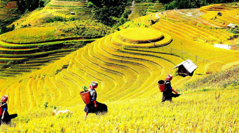 Mu Cang Chai terrace fields among world's most colorful places