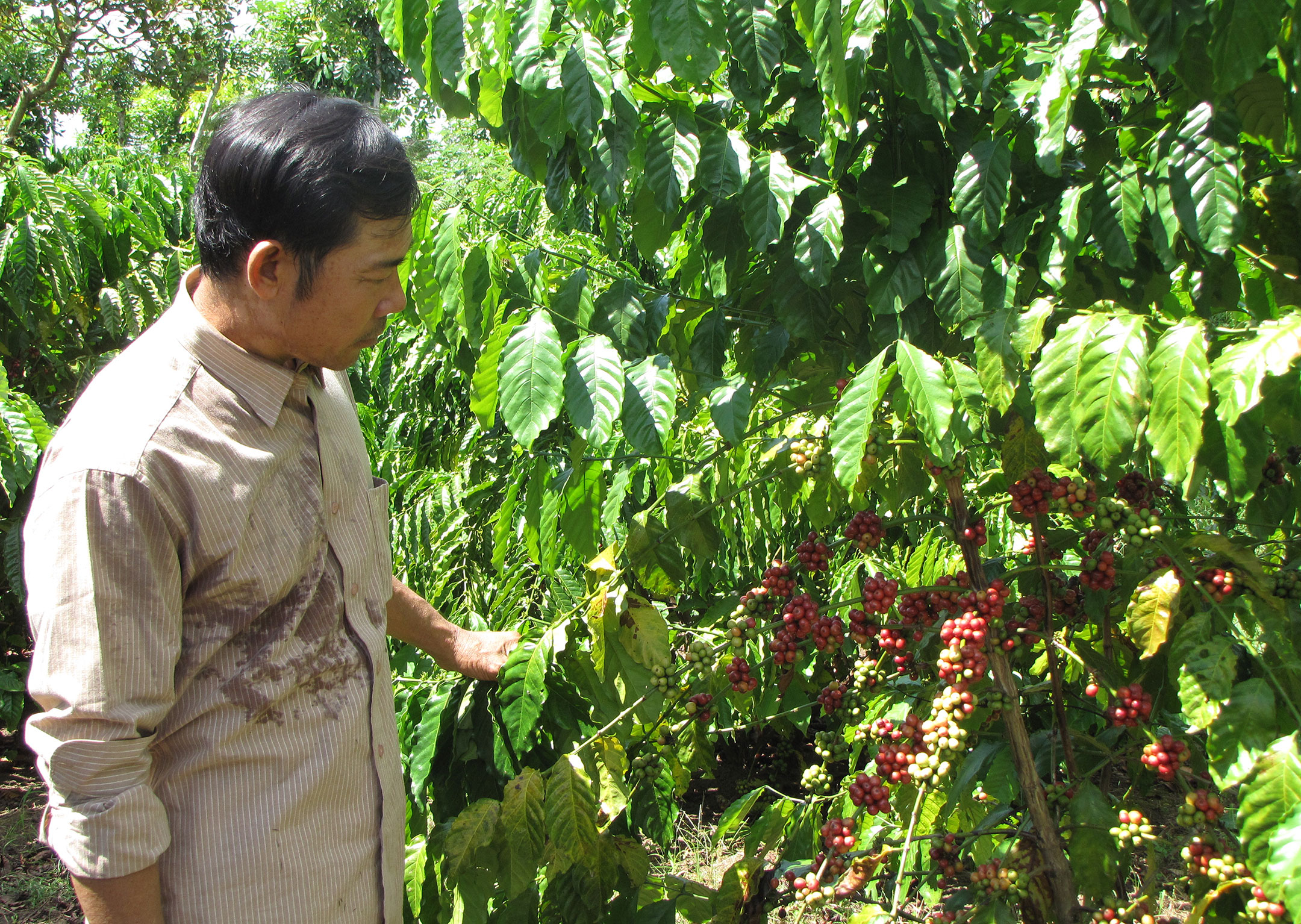 Coffee export earns US$98.8 mln