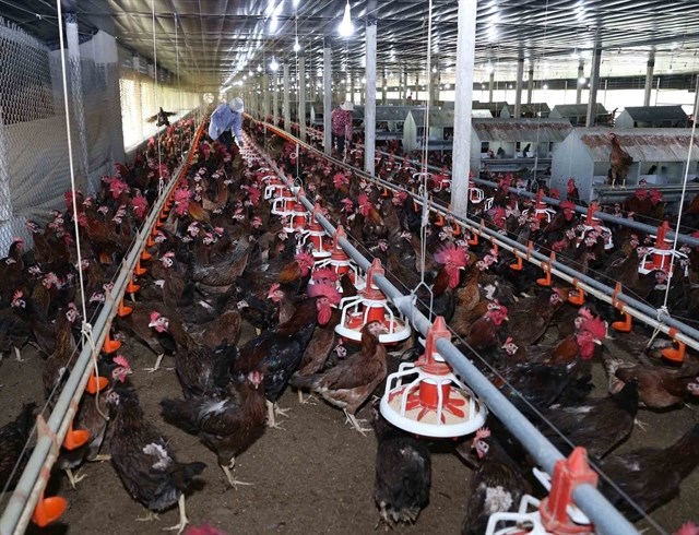 A poultry farm in the central province of Binh Dinh. High supply levels mean Vietnam's poultry producers have a chance to expand to export markets.