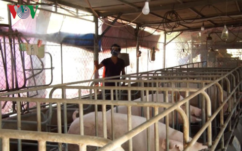 Four outbreaks of African swine fever detected in Dong Nai