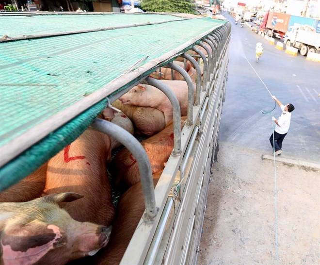 Southern localities on alert for African swine fever