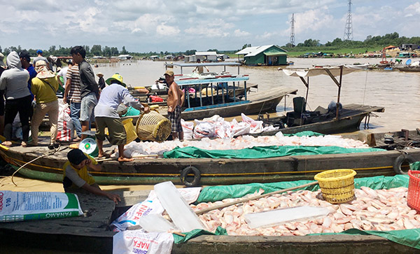 Thống kê ban đầu: Hơn 338 tấn cá bè ở sông La Ngà bị chết