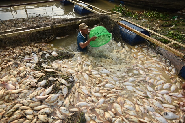 Nearly 1,000 tonnes of fish reported dead in La Nga river