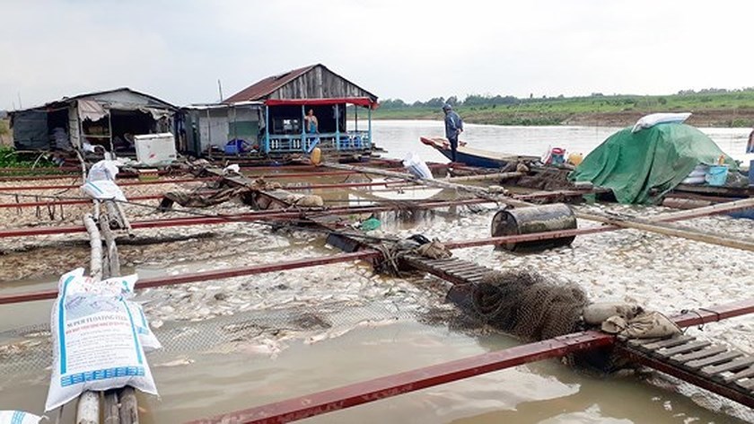 Farmers stricken with fish die-off in La Nga river