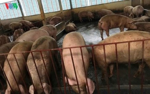 African swine fever causes huge damage
