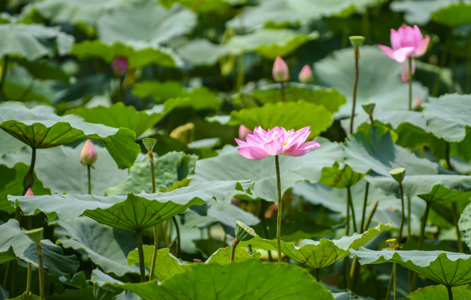A lotus pond in An Phu in Hanoi