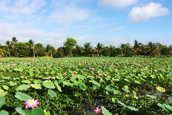 This lotus pond is located in the Rung Hoang Bay Mau eco-tourism site in Ho Chi Minh City
