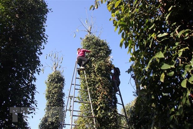 Illustrative image (Photo: VNA)