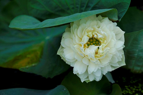   The blooming time for lotus ranges from April to July depending on areas. This is a white apple lotus, which is described as a vigorous and fruitful species, in Dien Ban town, Quang Nam province. The color of this lotus may change in accordance with the temperature and soil substance.
